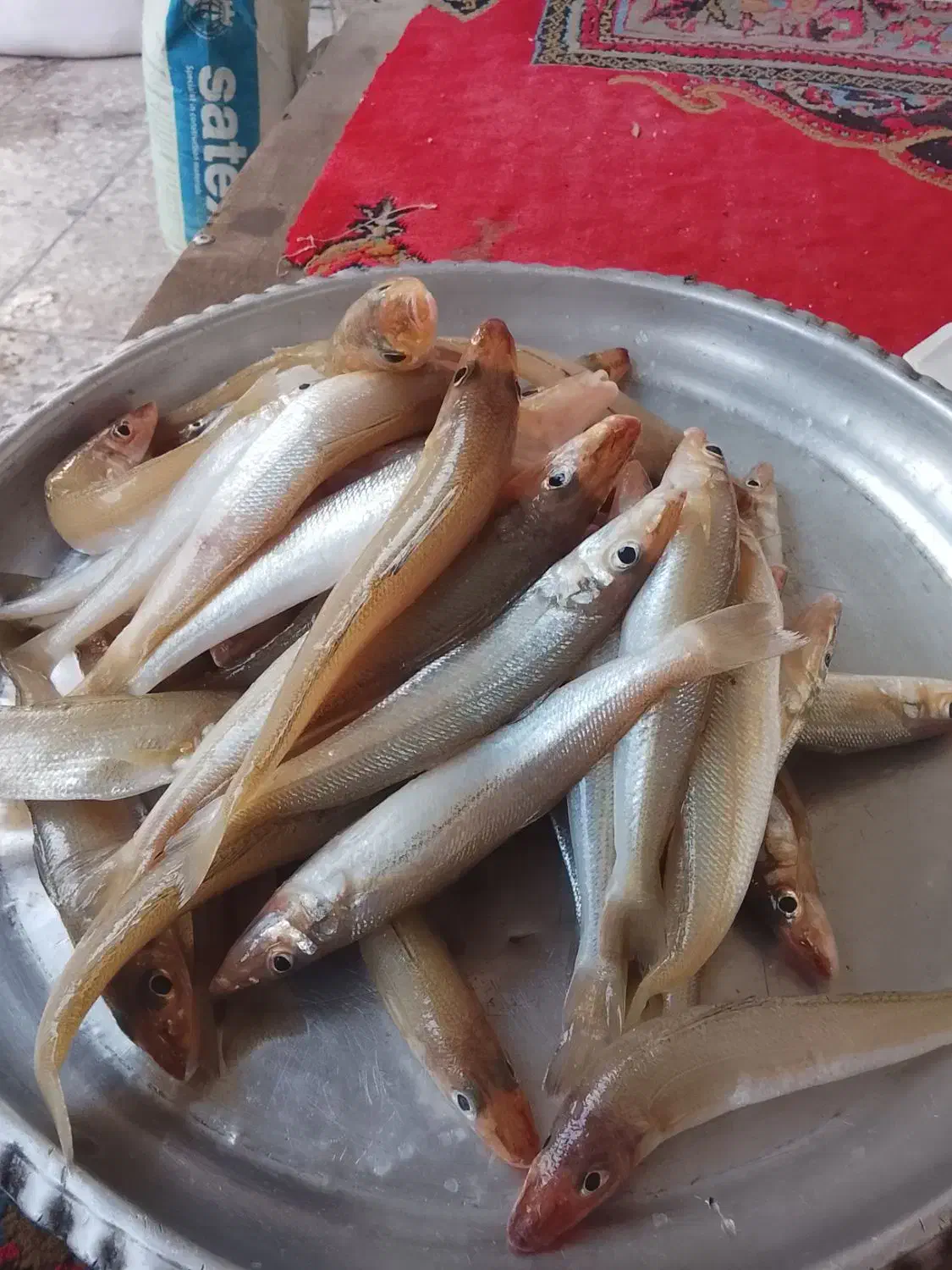 ماهی شورت درشت تازه|ماهی|بندرعباس, |دیوار