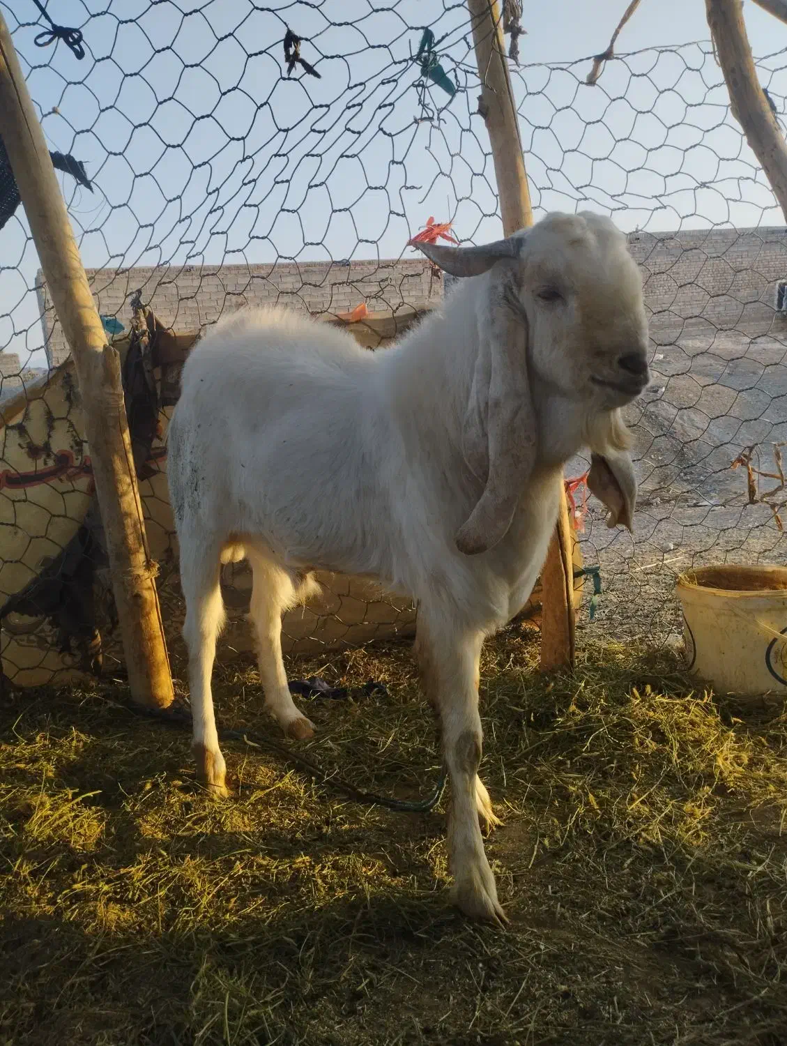 بز نر|حیوانات مزرعه|لادیز, |دیوار