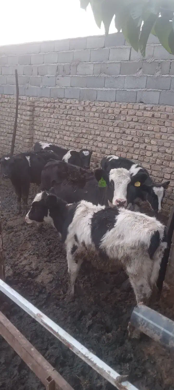 ۴تاگوسالهمادهپادرپادانه۶۵میلیون|حیوانات مزرعه|مشهد, خرم آباد|دیوار