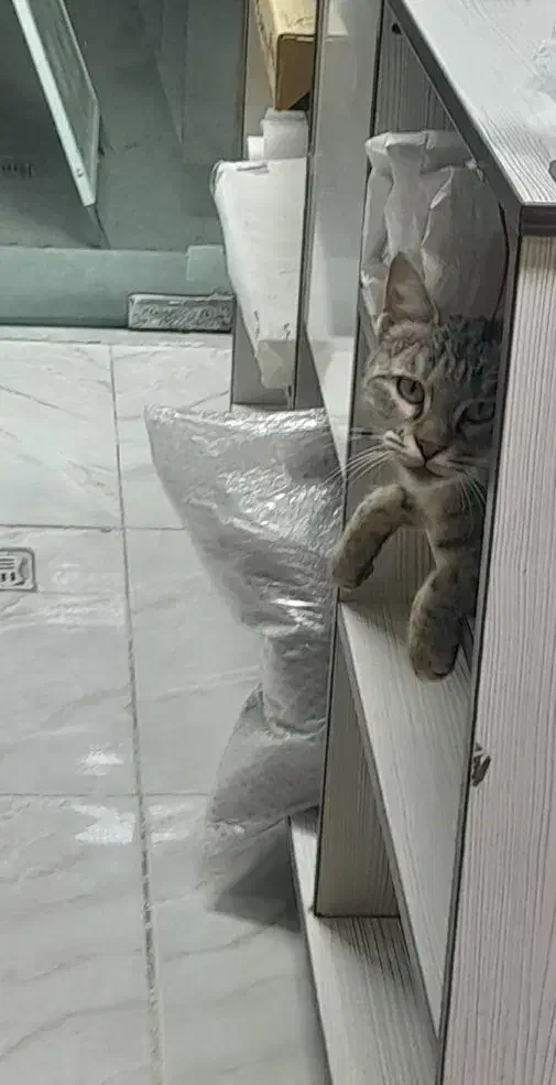 گربه یک ساله ماده|گربه|سنندج, |دیوار