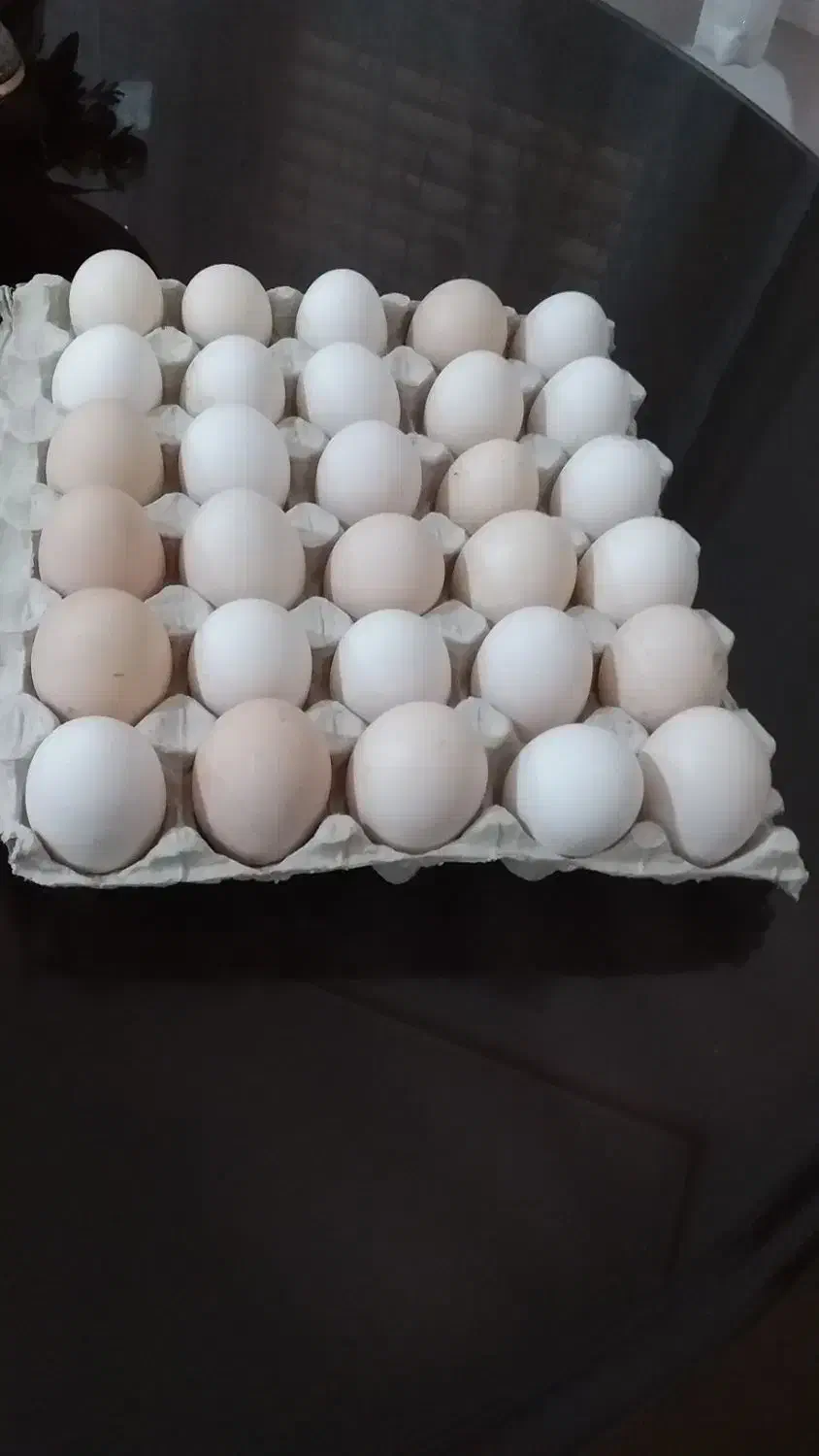 تخم مرغ محلی باکیفیت ودرشت|خوردنی و آشامیدنی|مسجد سلیمان, |دیوار