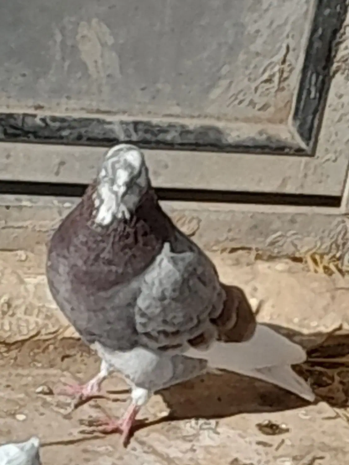 چند عدد کبوتر سالم و سرحال|پرنده|هیر, |دیوار