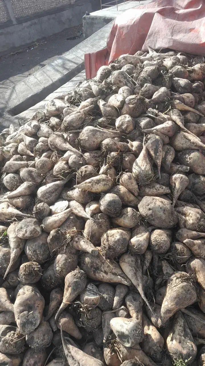 چغندر قند  دامی|حیوانات مزرعه|سربیشه, |دیوار