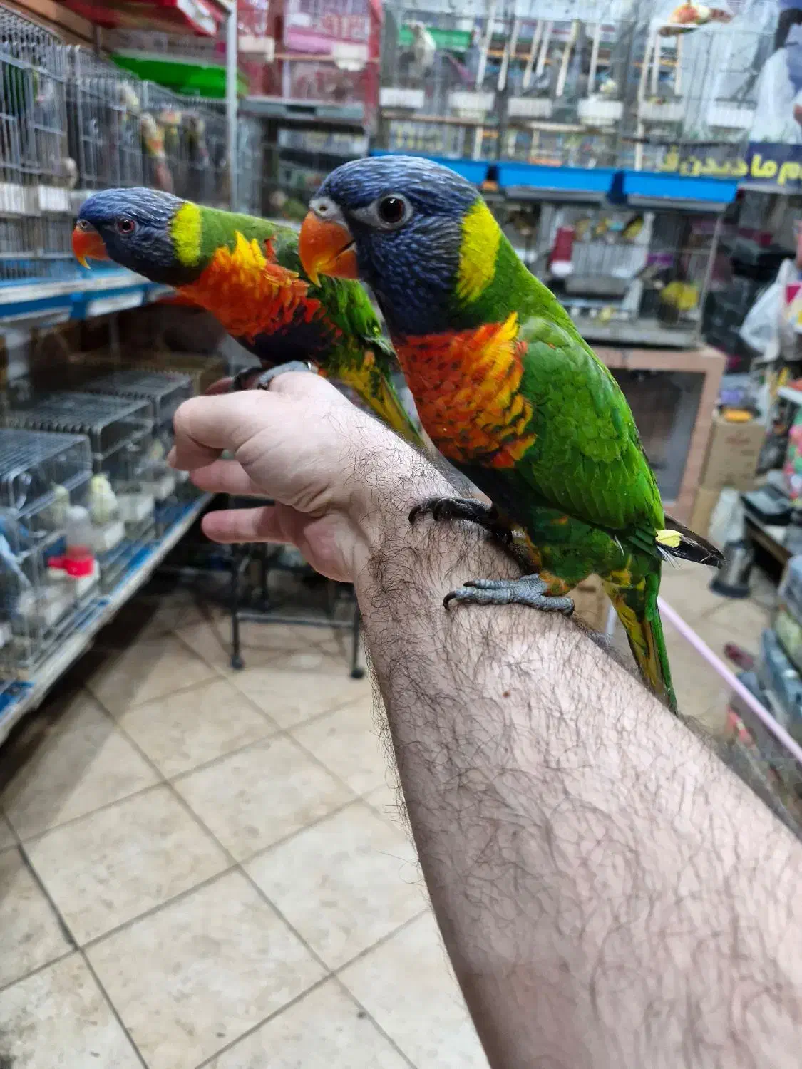 لریکیت رد کالر جوجه شش ماهه تا جفتهای مولد|پرنده|اصفهان, حسینآباد|دیوار