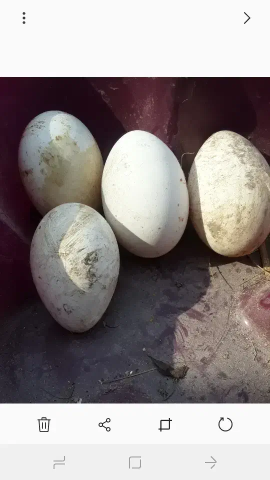 تخم قو غاز سفید|حیوانات مزرعه|رودبنه, |دیوار