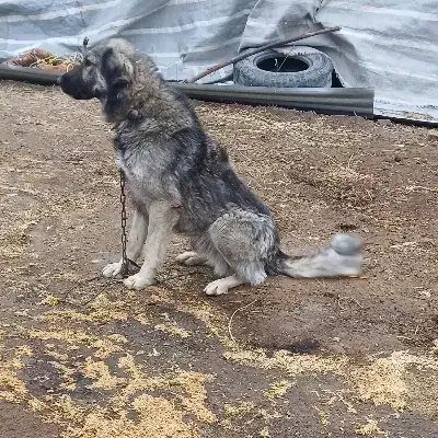 سگ نر|سگ|خوی, |دیوار