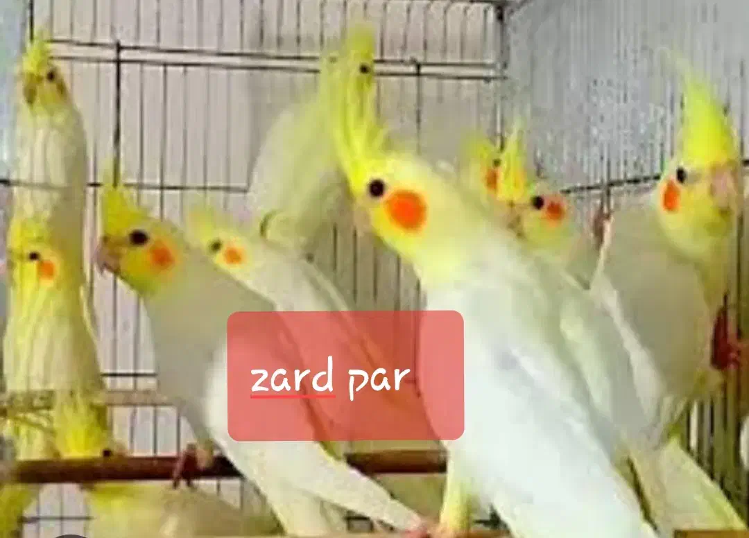 عروس هلندی لوتینوزعفرانی نژاددار،جفتی،پای هم،تعداد|پرنده|بجنورد, |دیوار