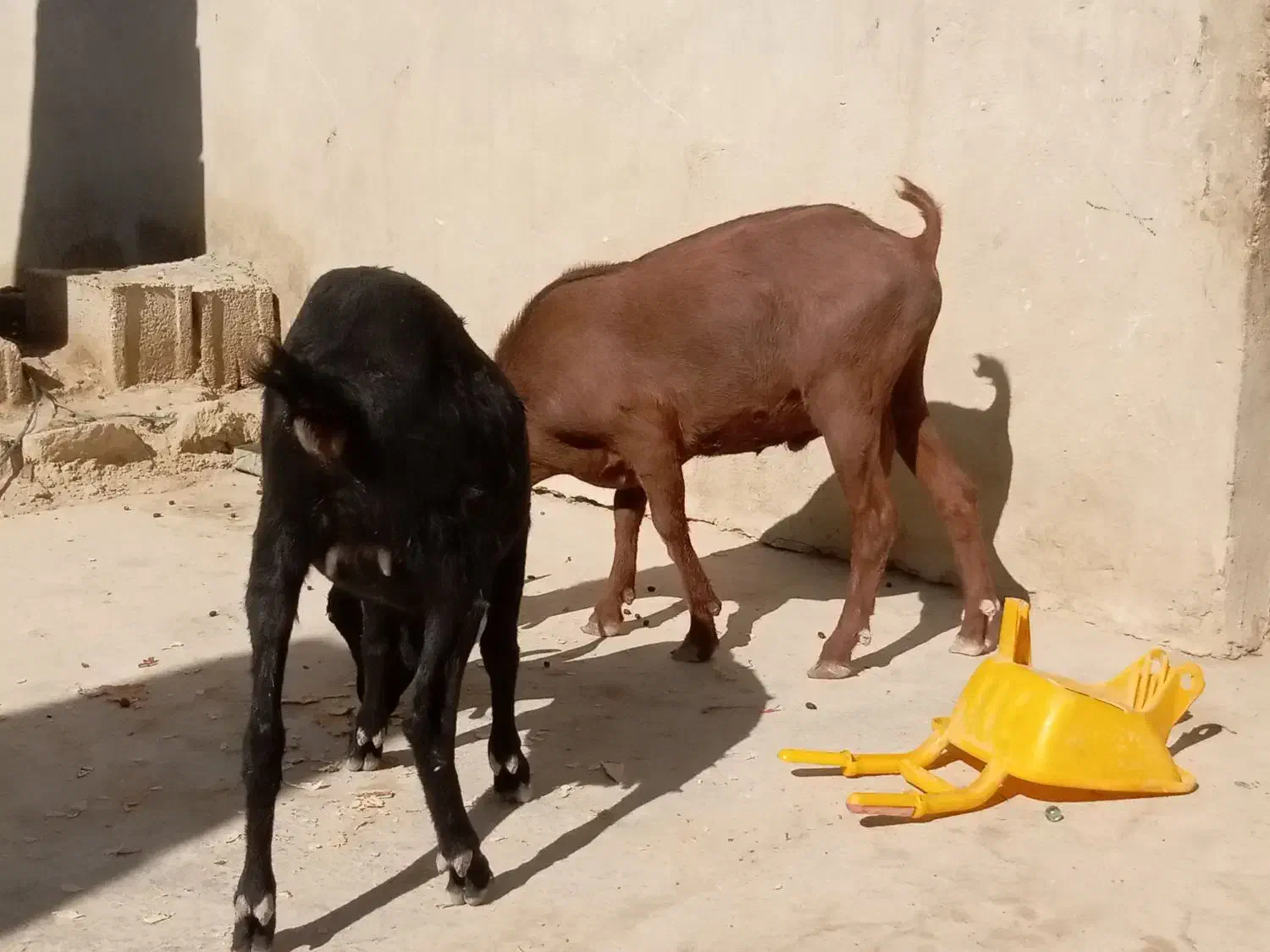 تروشت اصل نژاد مورسیا|حیوانات مزرعه|مهرستان, |دیوار