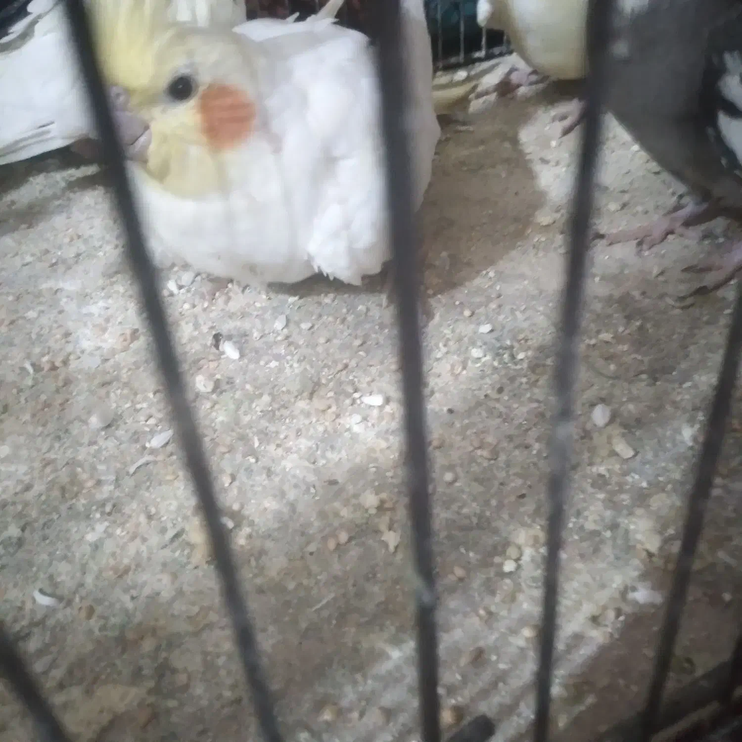 لوتینیو|پرنده|بندر ماهشهر, |دیوار