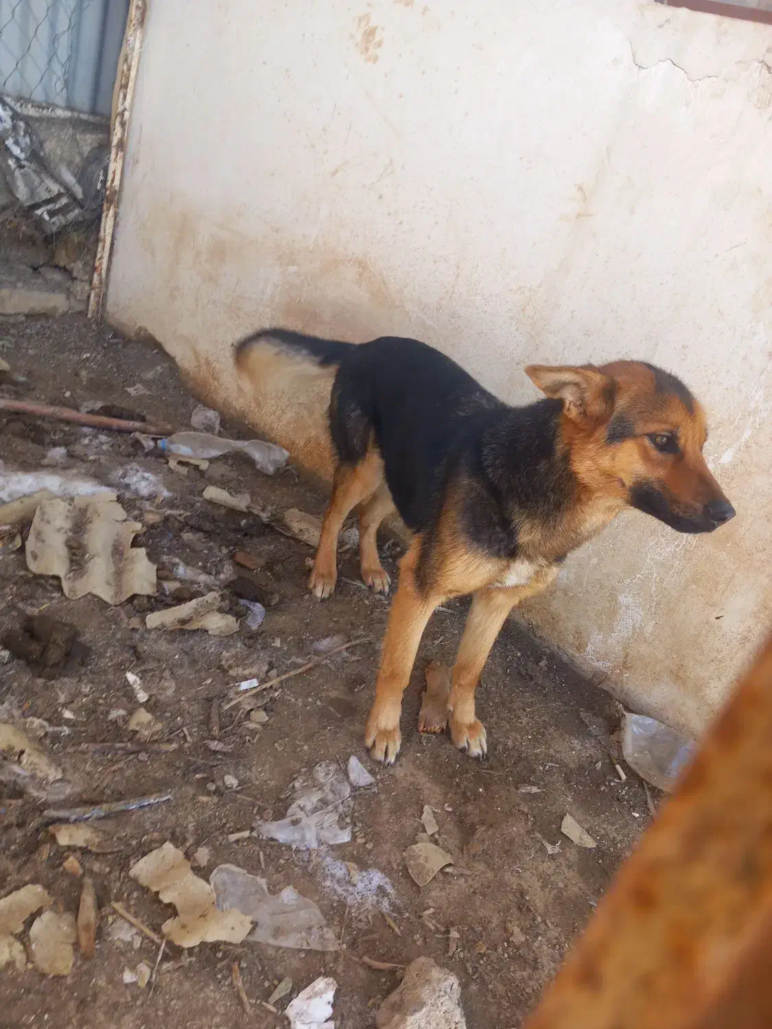 سگ مهربون|سگ|دماوند, گیلاوند|دیوار