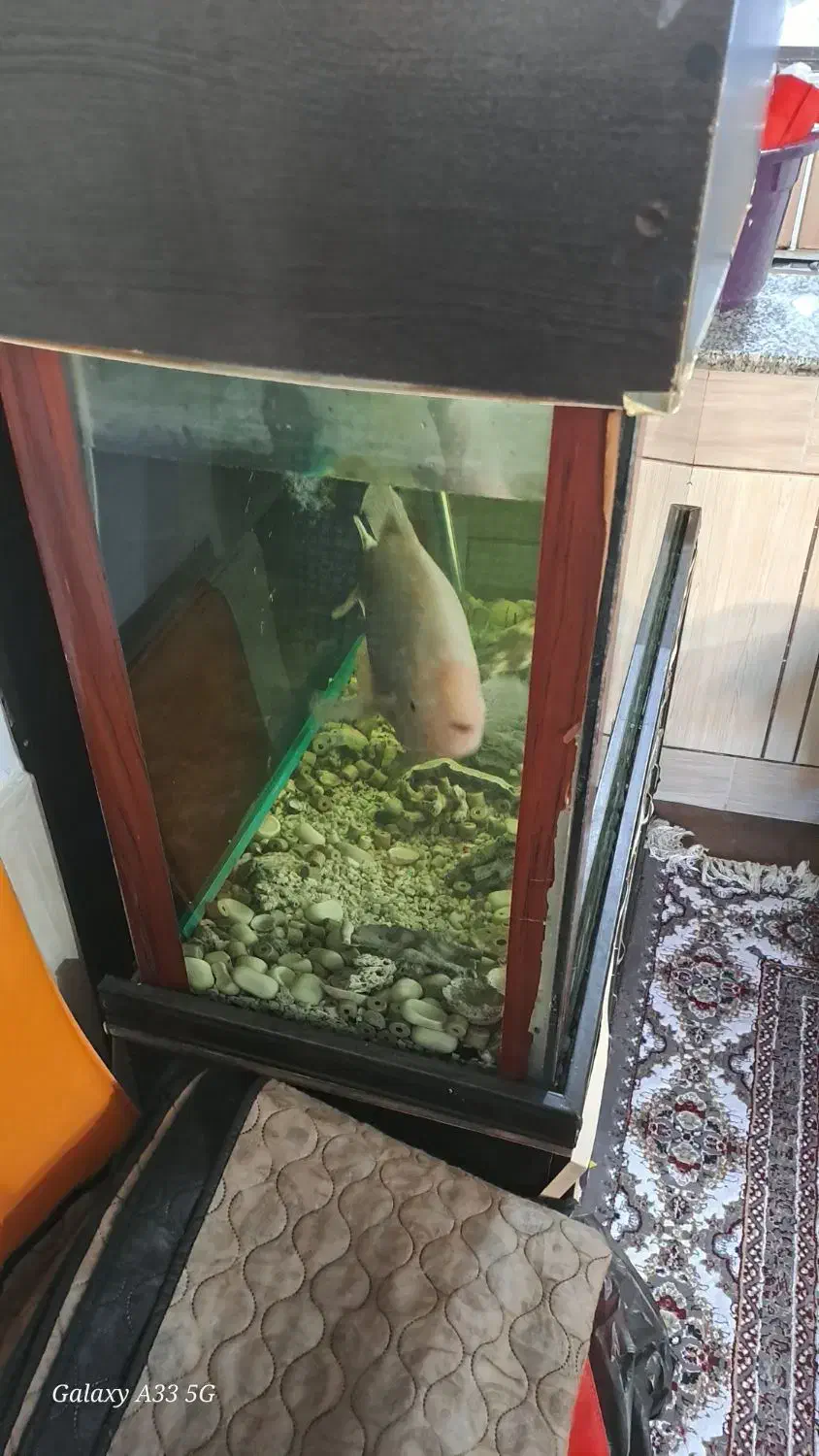 فروش آکواریوم ۱۰ میل با تمام وسایل و تجهیزات|ماهی|شهرکرد, |دیوار