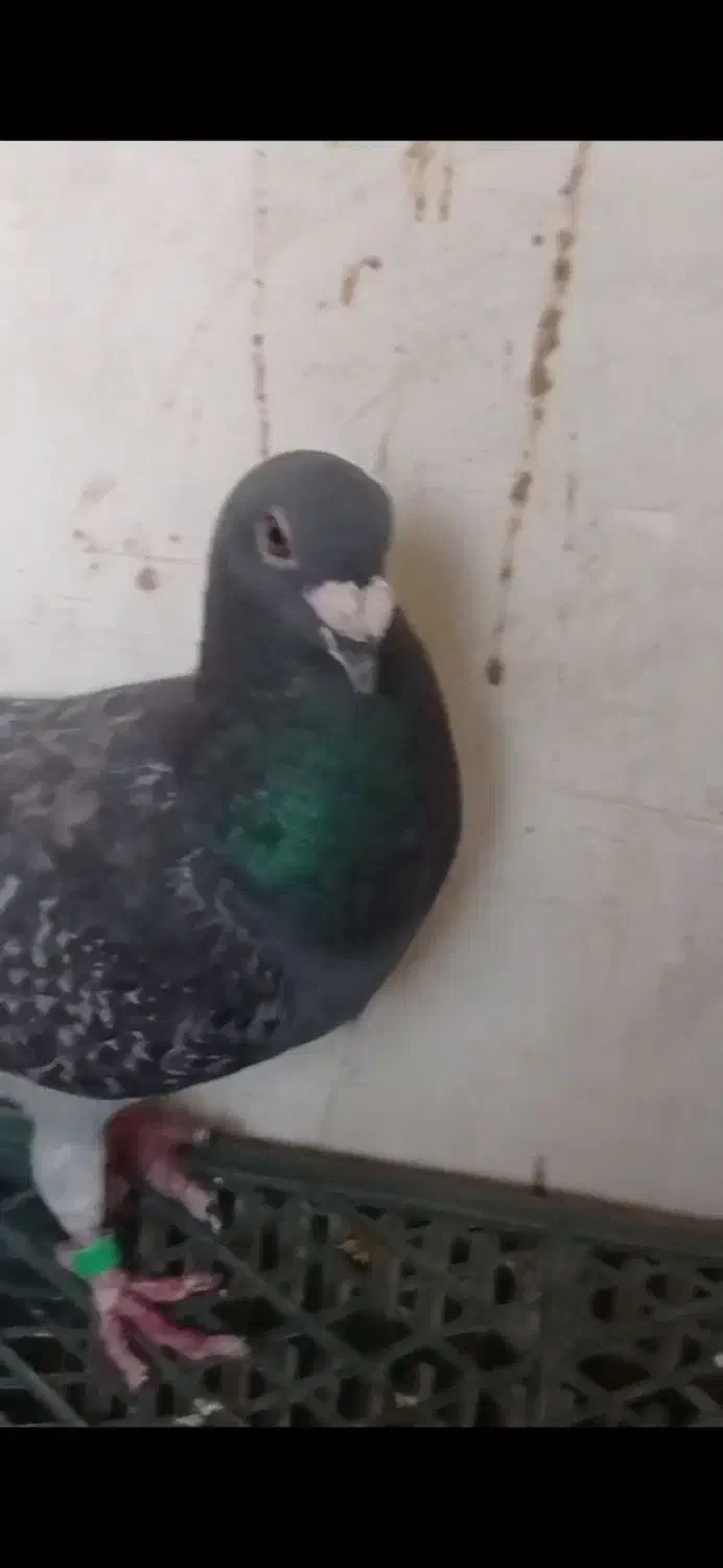 کفتر|پرنده|قیدار, |دیوار