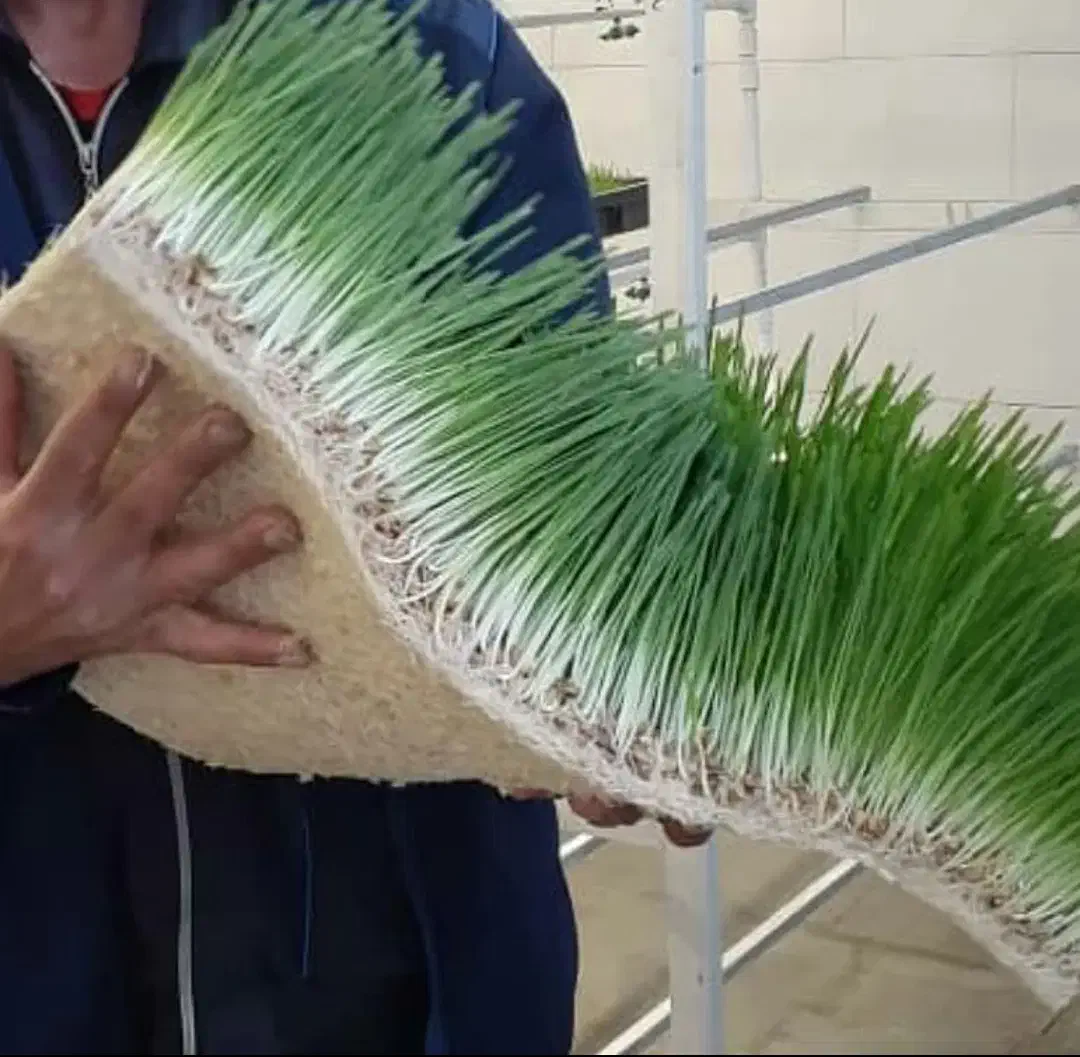 مشاوره و راه اندازی خط تولید علوفه هیدروپونیک|خدمات باغبانی و درختکاری|کرج, عظیمیه|دیوار