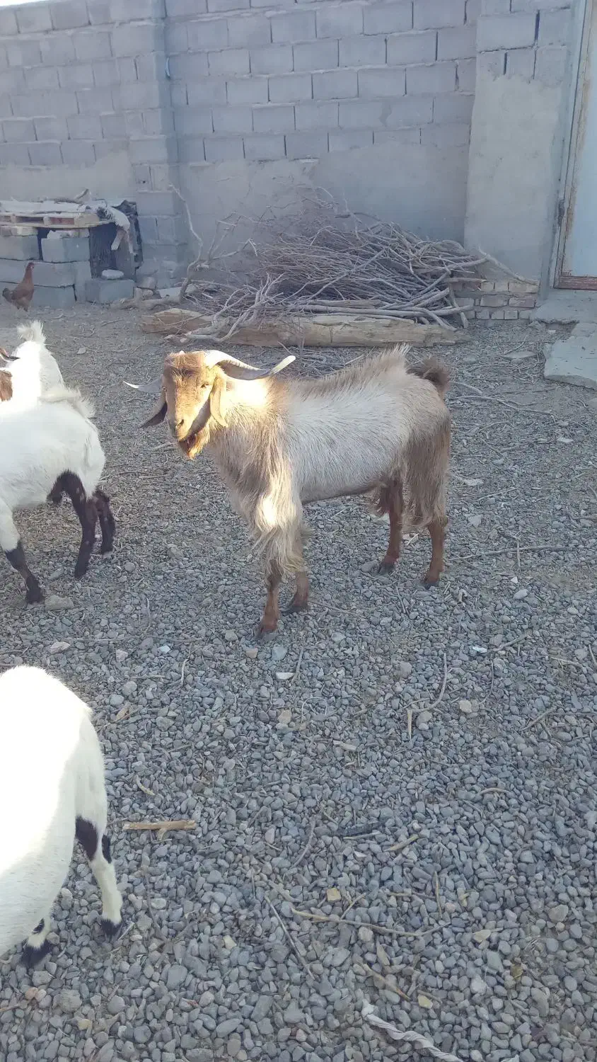 بز نر|حیوانات مزرعه|نیمروز, |دیوار