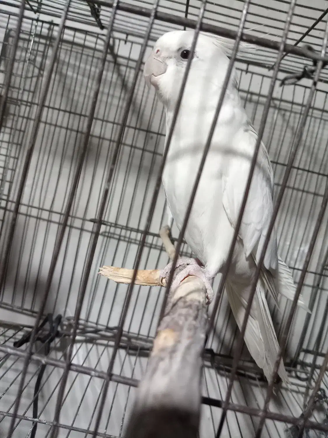 عروس هلندی مولد|پرنده|قیدار, |دیوار