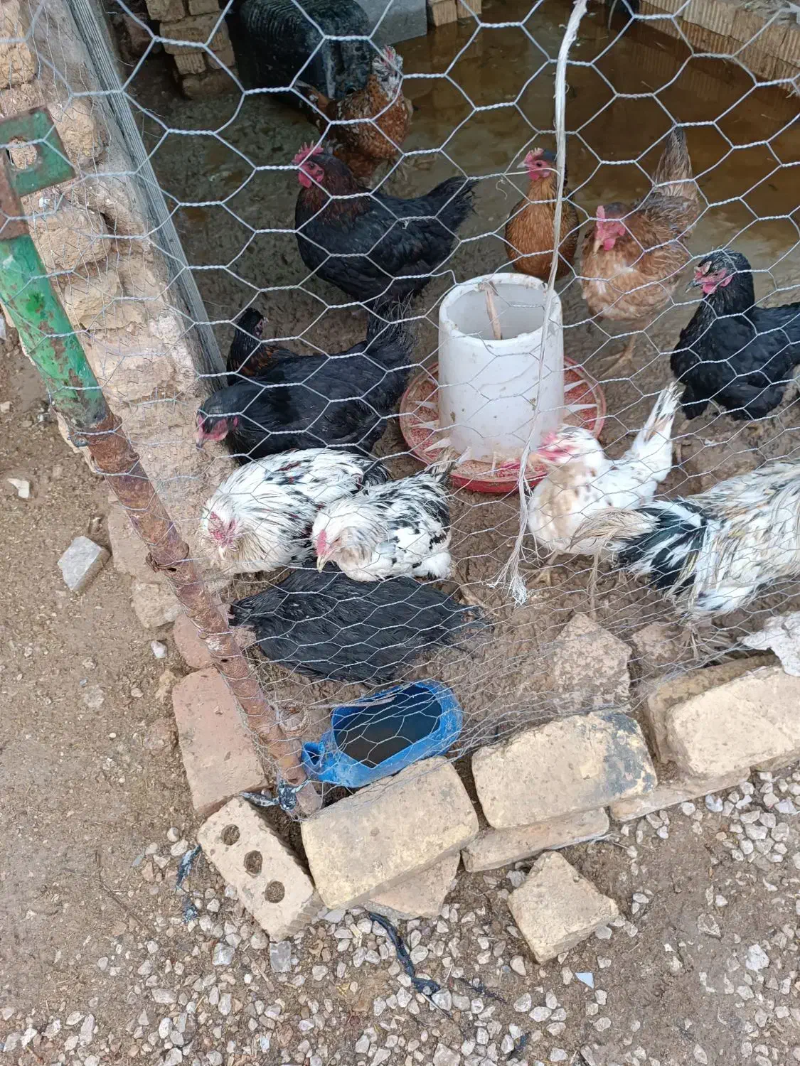 مرغ محلی و گلین|حیوانات مزرعه|مرودشت, فاز دوم شهرک فرهنگیان|دیوار