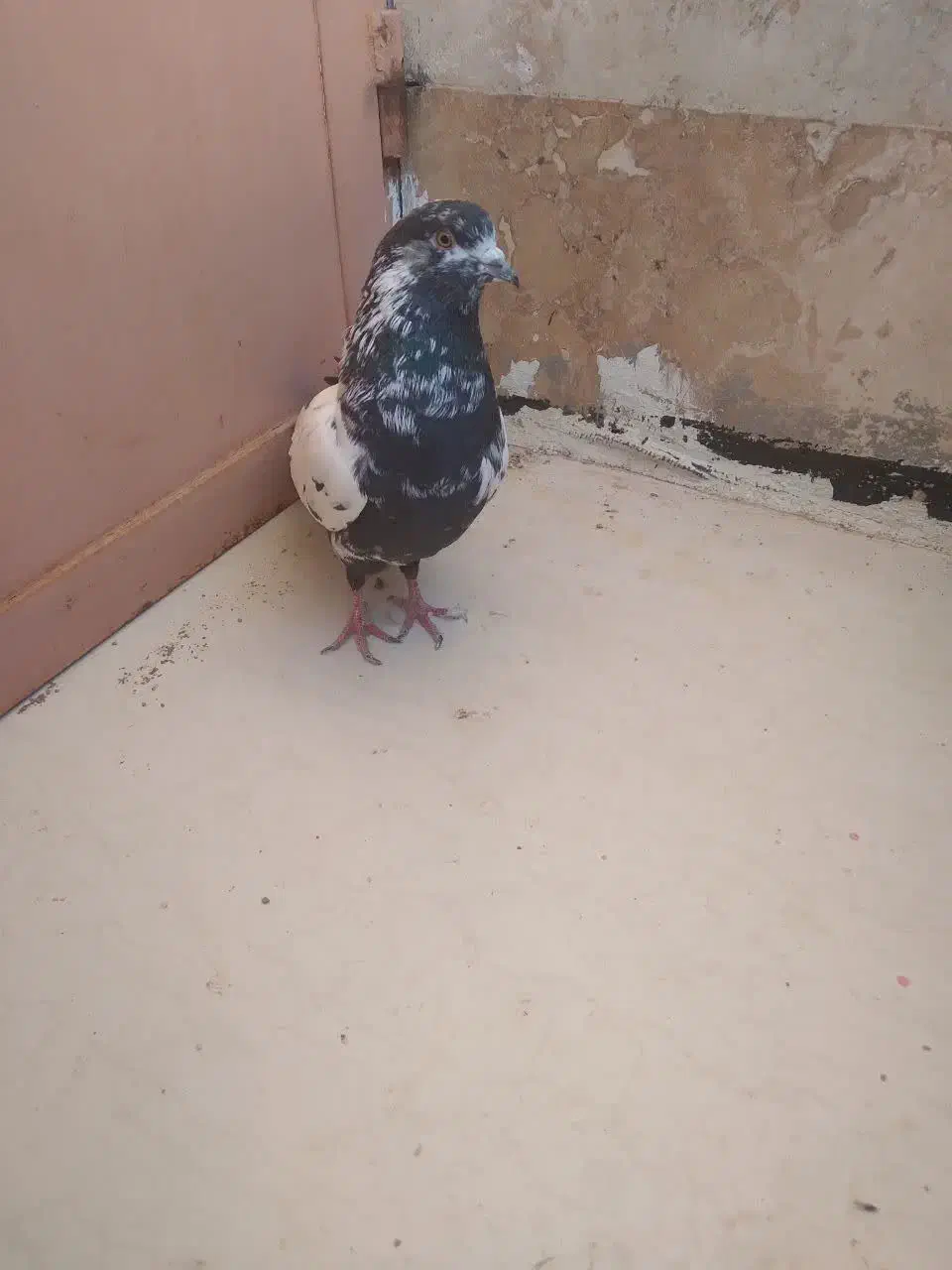 کبوتر ب دردبخور|پرنده|محلات, |دیوار