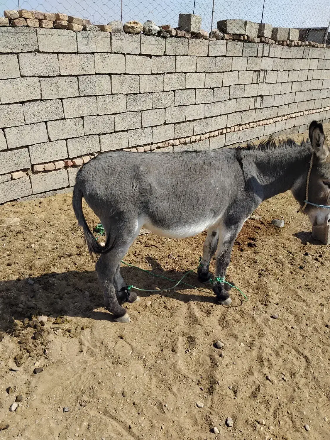 نر خر فروشی|حیوانات مزرعه|سده (خراسان جنوبی), |دیوار