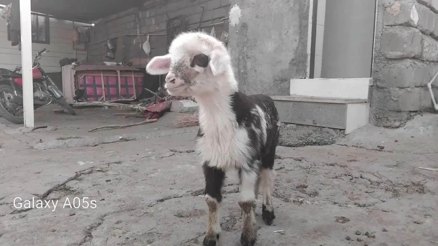 بره شیری|حیوانات مزرعه|خاوه, |دیوار