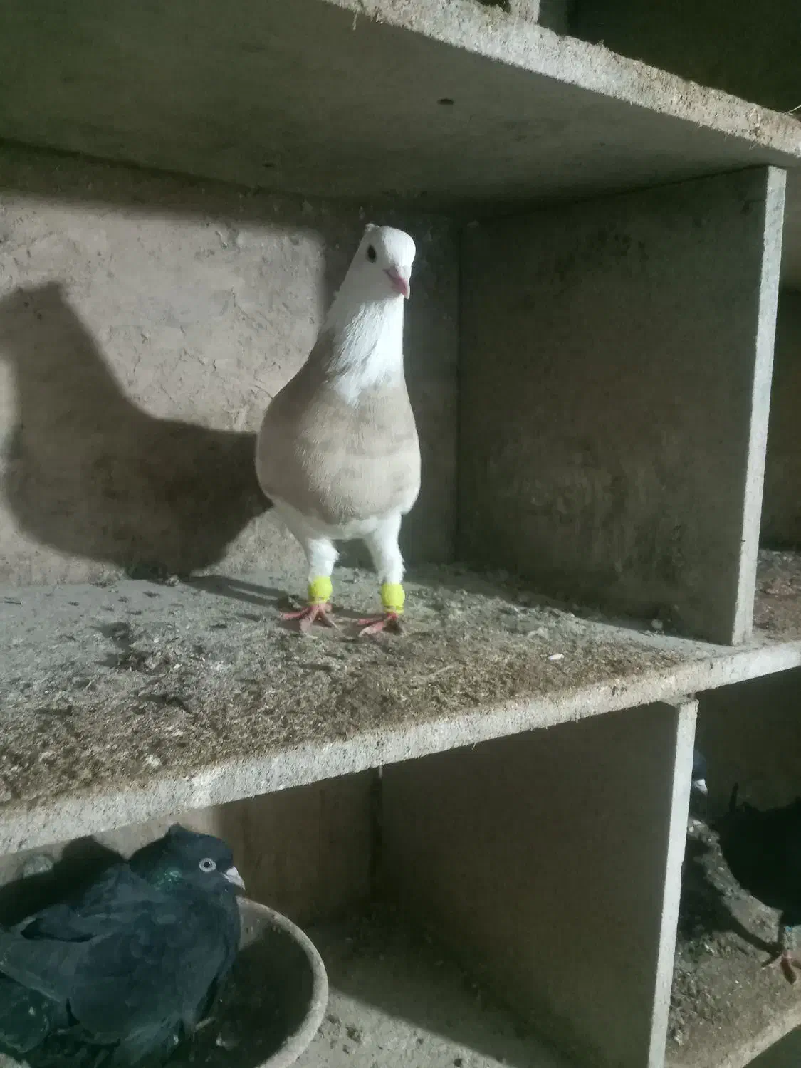 کبوتر|پرنده|مریوان, |دیوار