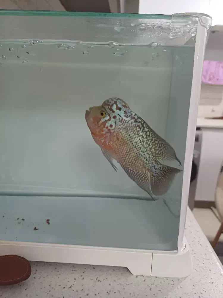 ماهی فلاور کامفامولتی کالر|ماهی|کرج, گوهردشت|دیوار