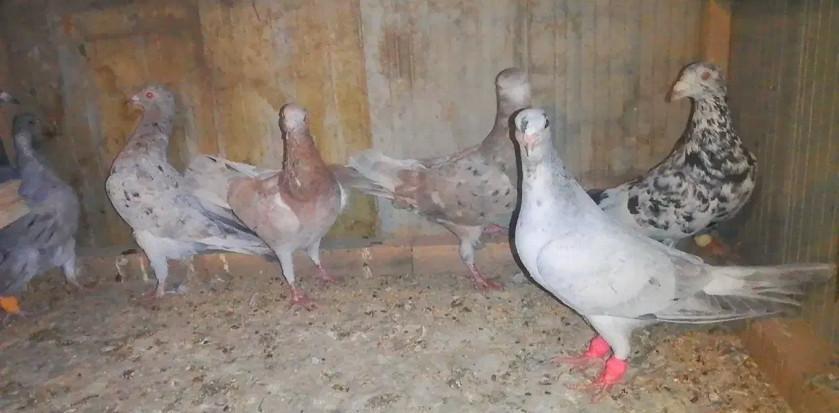 کبوتر هفترنگ نر و ماده|پرنده|اسفرورین, |دیوار