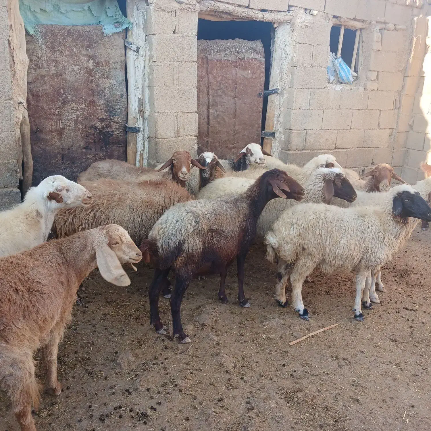 میش ابستن|حیوانات مزرعه|کوهدشت, |دیوار