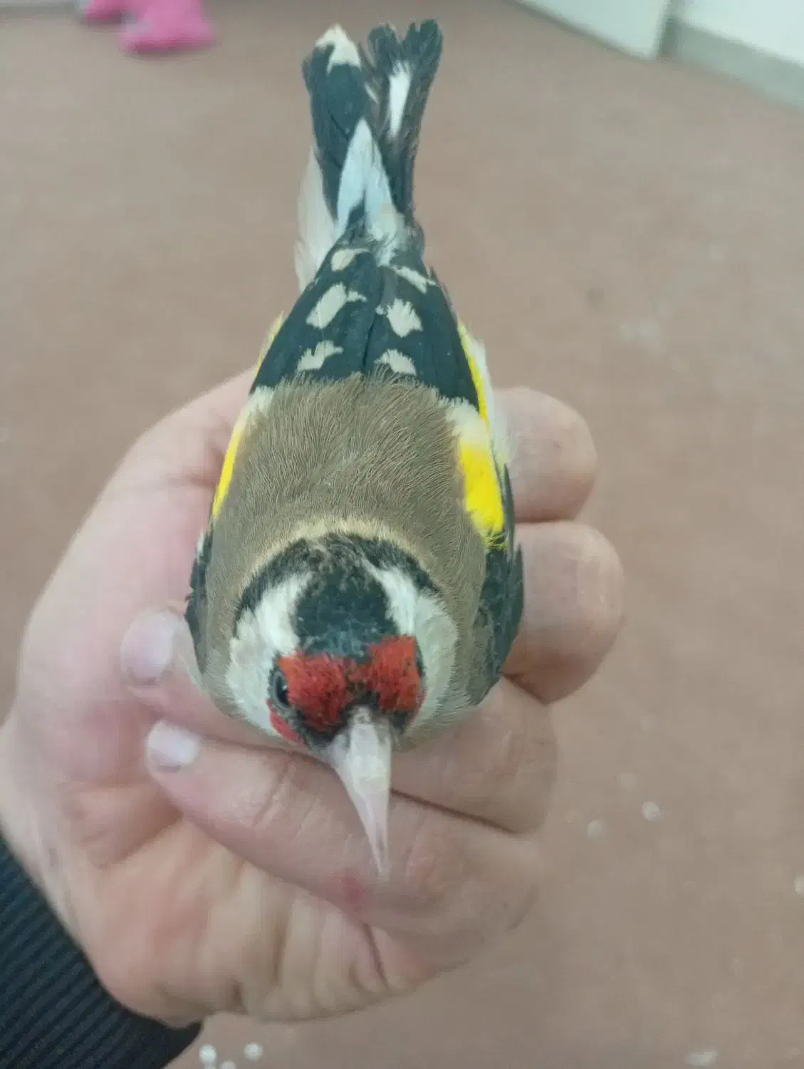 سهره ماده|پرنده|مریوان, |دیوار