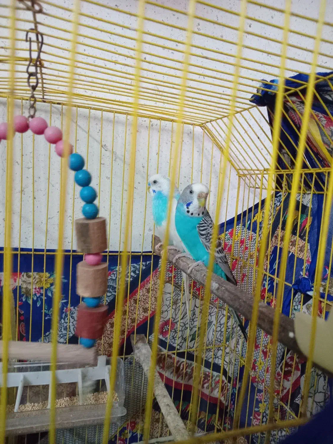 مرغ عشق|پرنده|فریدون‌کنار, |دیوار