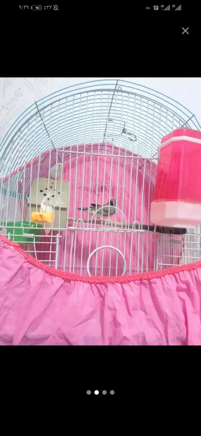 یه جفت فنج نروماده باقفس ولوازم 600|پرنده|خرم‌آباد, |دیوار