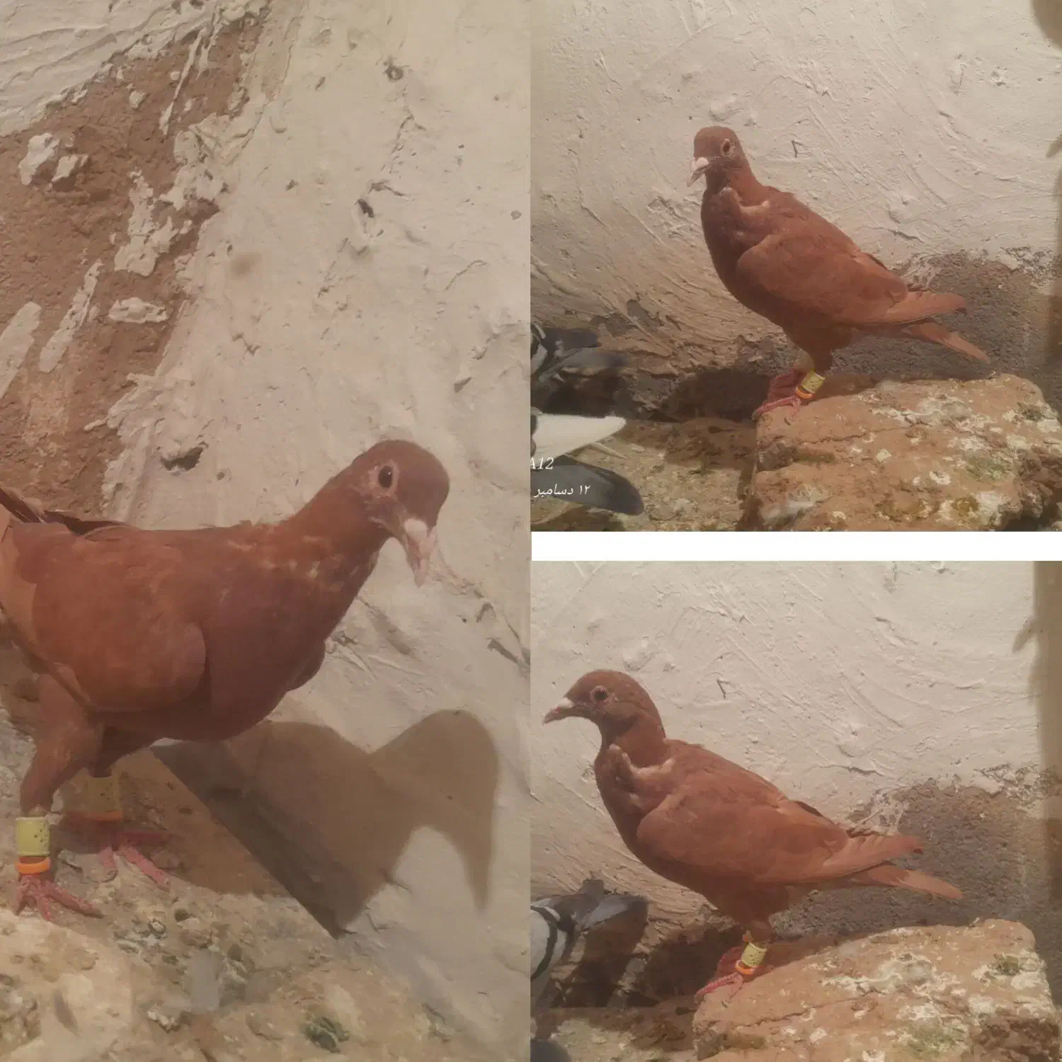 کفتر پولکی سرخ زرد|پرنده|تربت‌حیدریه, چهارراه خواف|دیوار