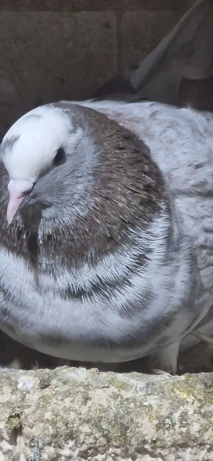 کفتر گرفته|پرنده|صحنه, |دیوار