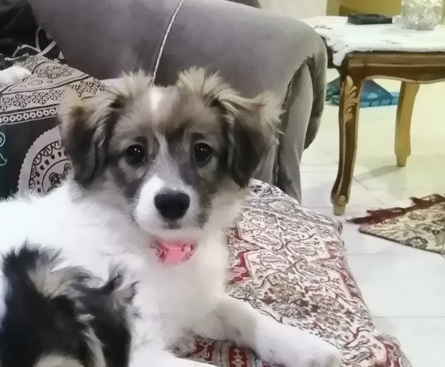 سگ ماده اشپیتز ۴ ماهه ( تیله)|سگ|رشت, ساغری سازان|دیوار