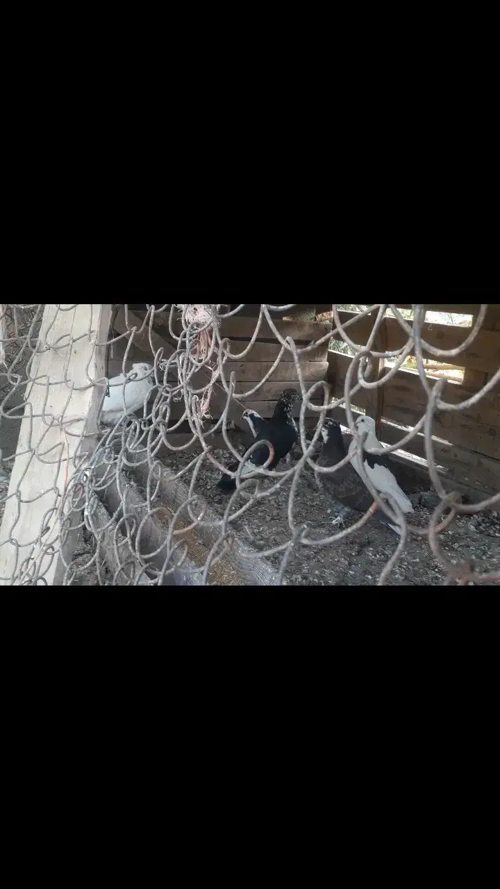 ۵عددکبوتر قیمت هرکدام150 هزارتومان|پرنده|گرمسار, |دیوار