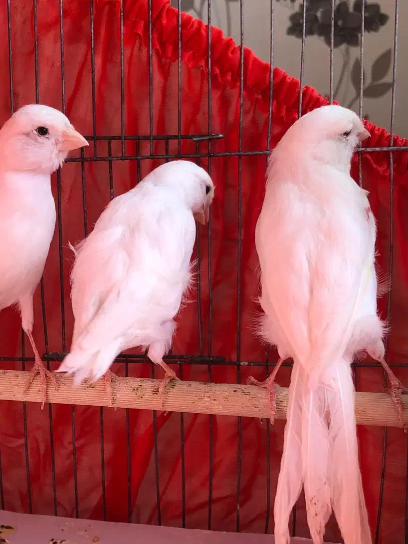 قناری|پرنده|قزوین, |دیوار