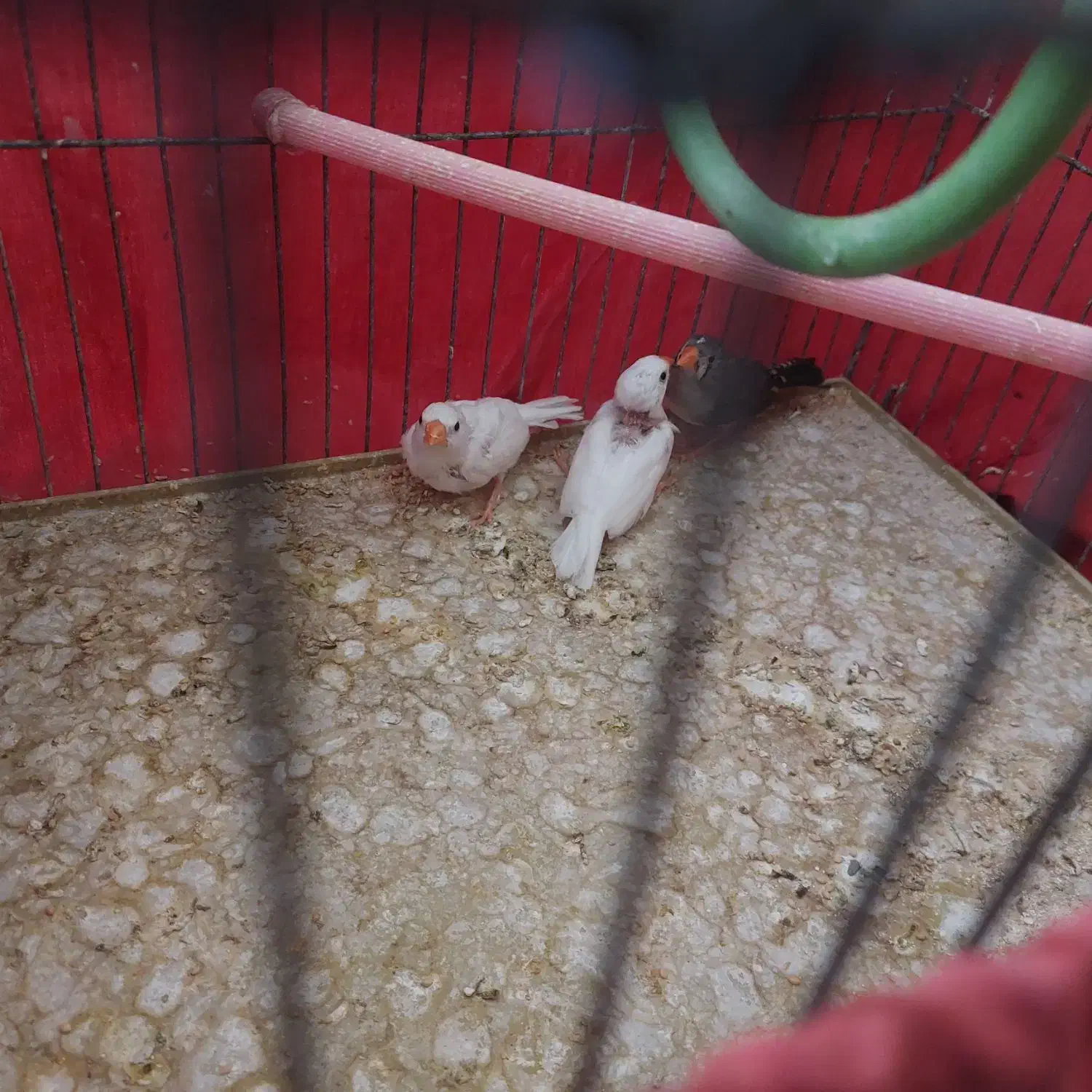 فنچ ماده|پرنده|کرج, حصارک بالا|دیوار