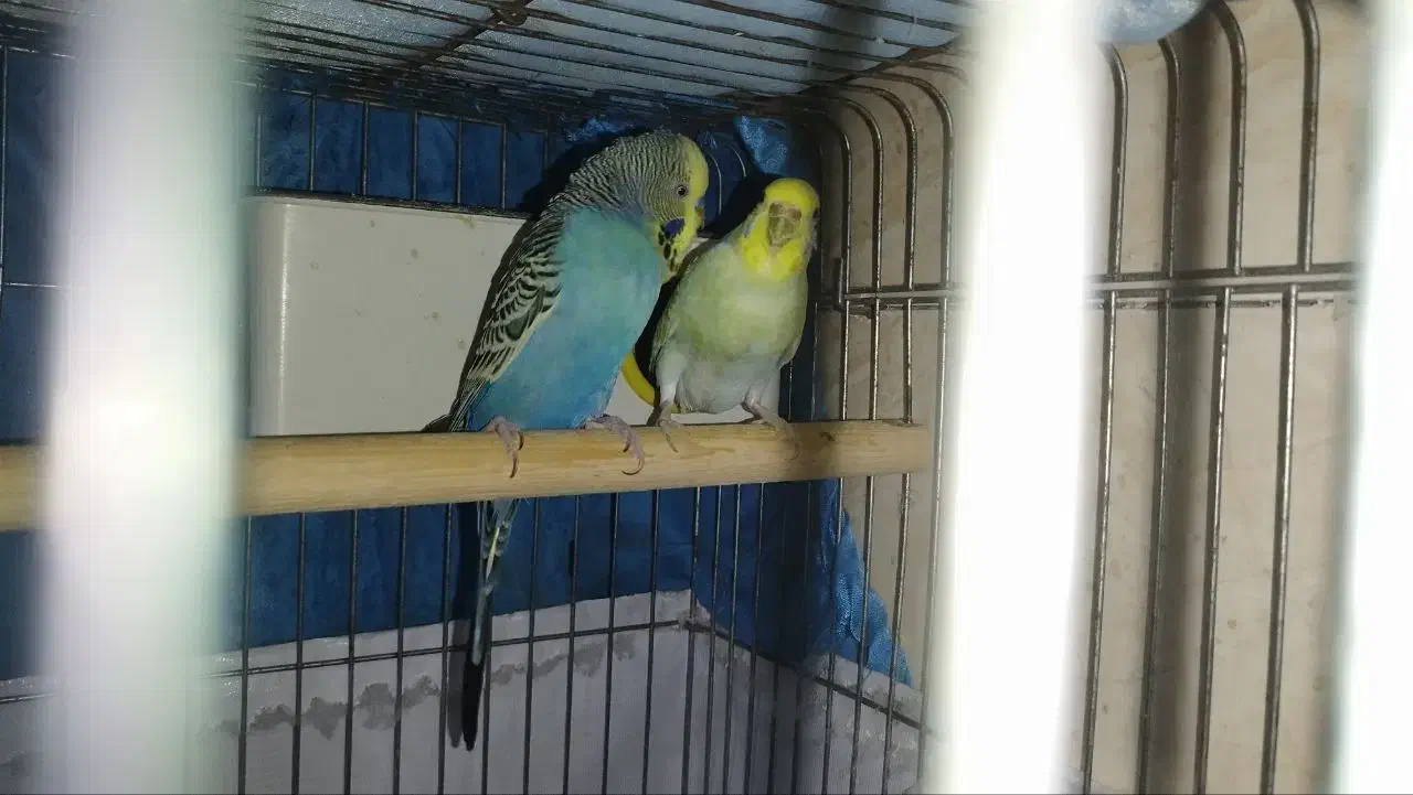 یک جفت مرغ عشق فوق مولد|پرنده|آبادان, |دیوار