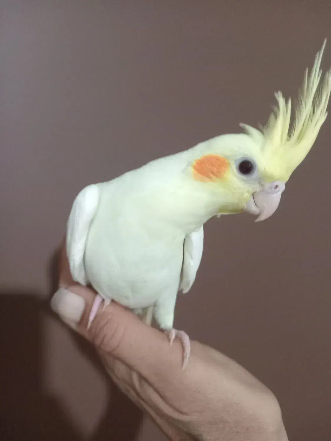 جوجه عروس هلندی|پرنده|فردیس, فرامرزیه|دیوار