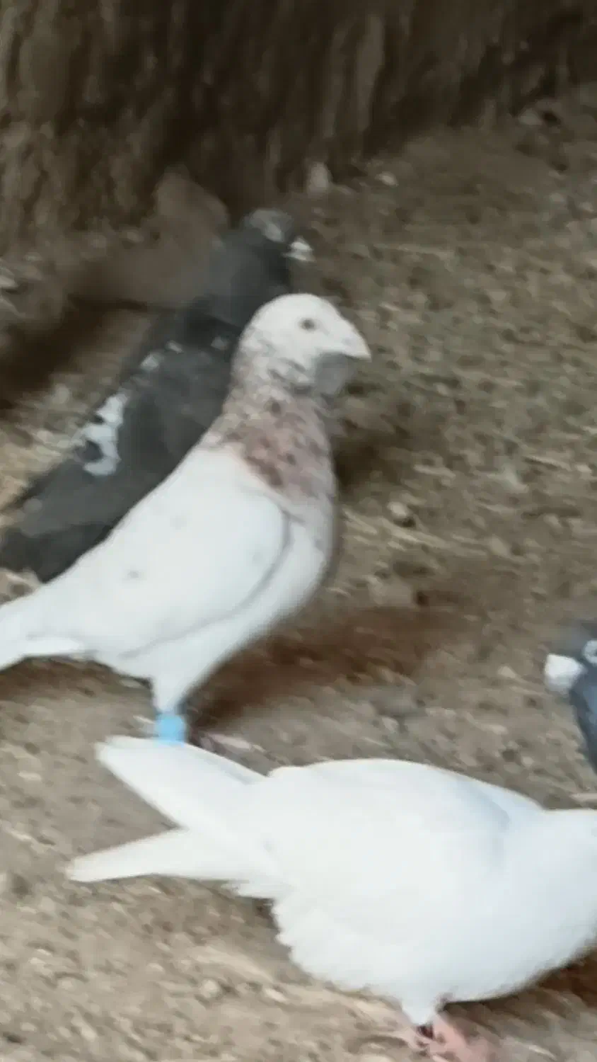 ۳۰تا کفتر|پرنده|لوشان, |دیوار