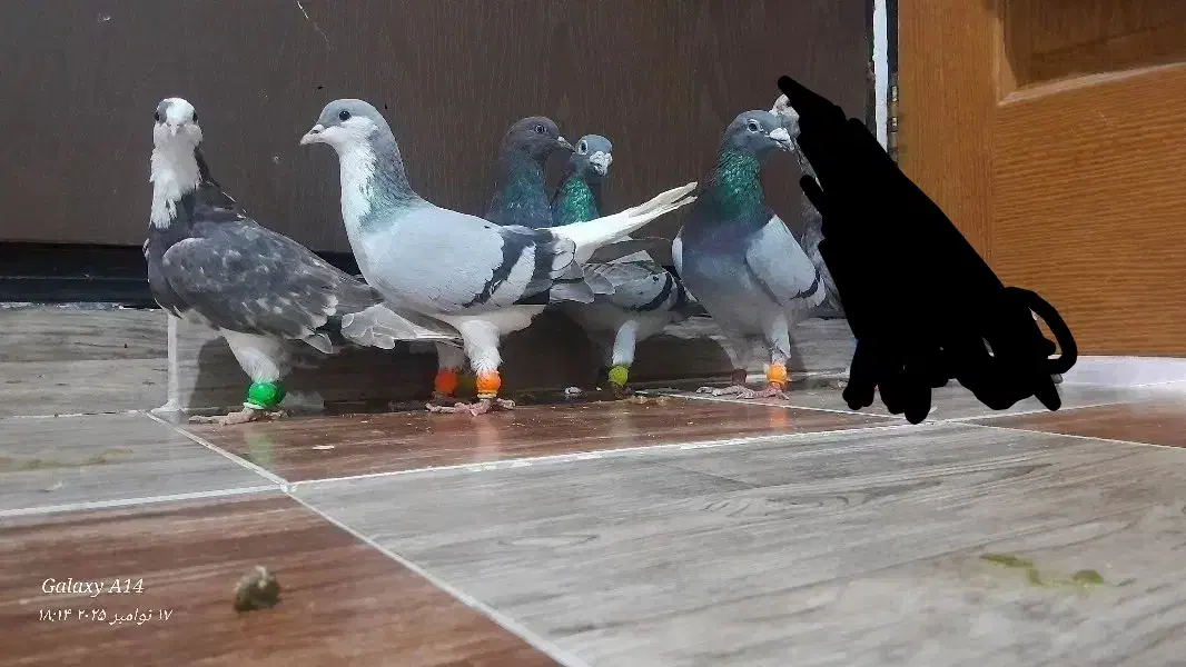 5عدد کبوتر پرشی|پرنده|محمدیه-قزوین, |دیوار