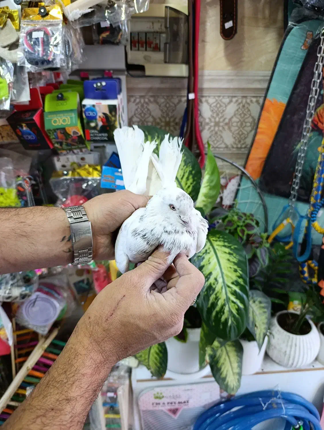 کفتر پرشی خوب|پرنده|شهریار, شهرک وائین|دیوار