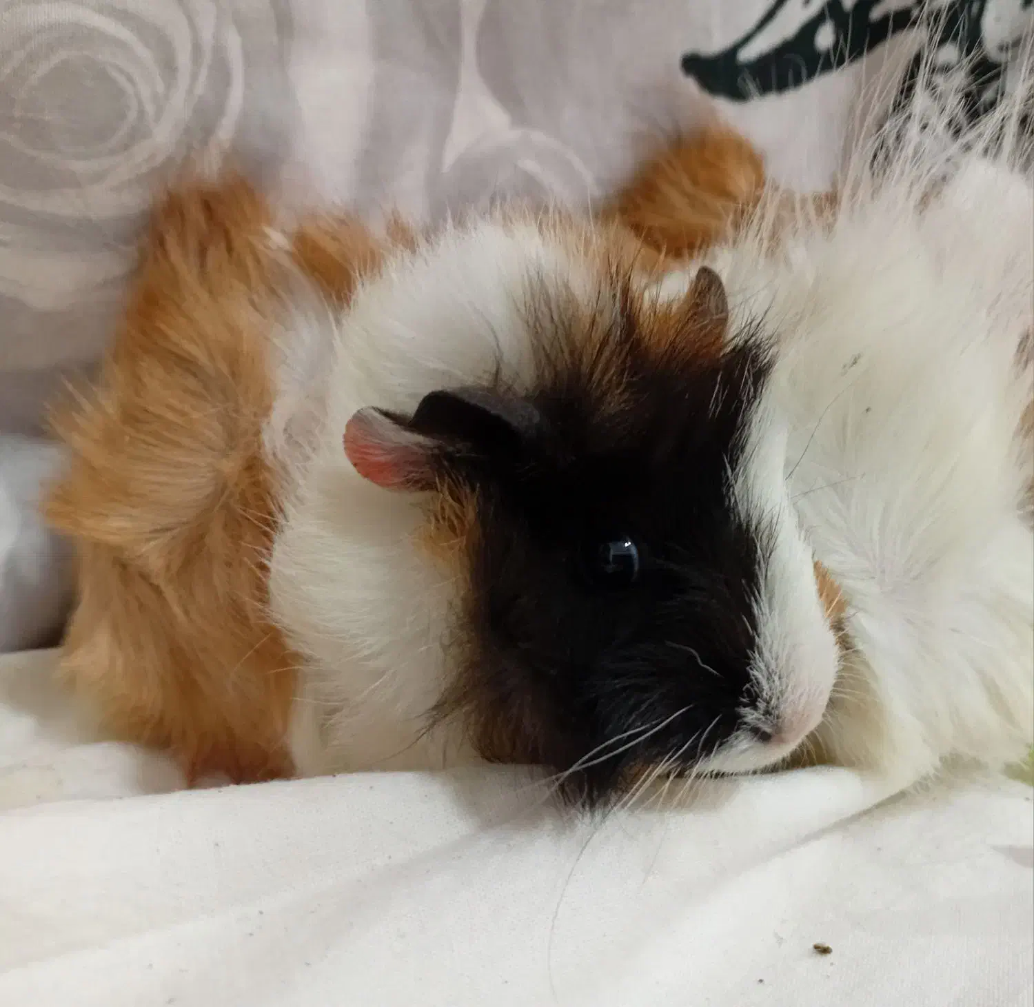 خوکچه هندی فشن|موش و خرگوش|شهرکرد, |دیوار