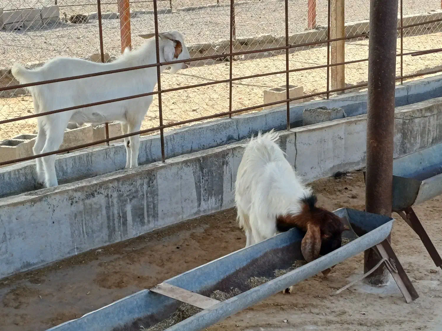 فروش بز و نری|حیوانات مزرعه|رودان, |دیوار