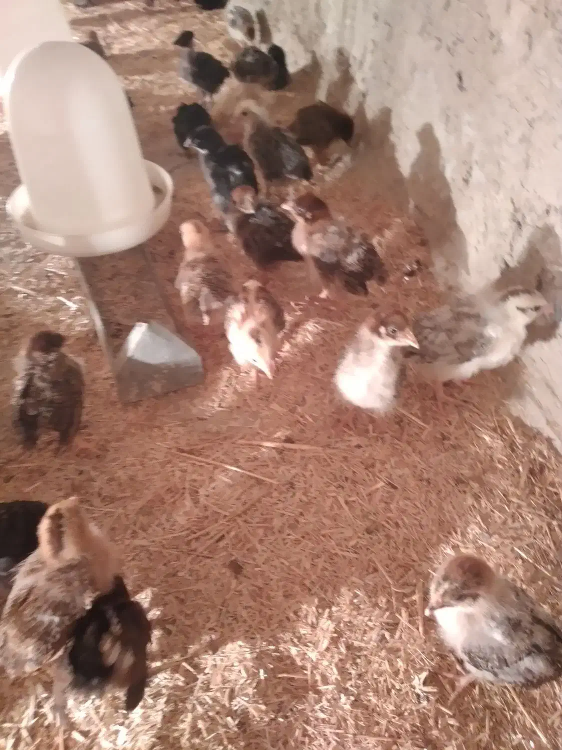 جوجه محلی|حیوانات مزرعه|وراوی, |دیوار