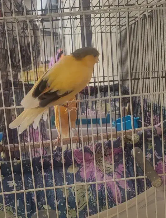 قناری نر|پرنده|الوند, |دیوار