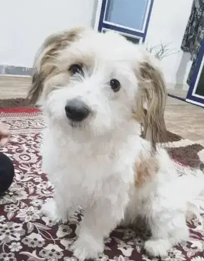 شیتزو|سگ|رشت, نامجو|دیوار