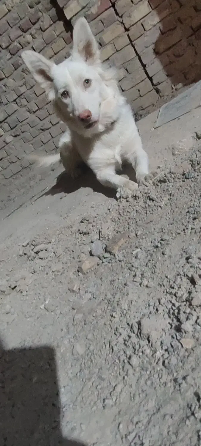 سگ پاکوتاه|سگ|زابل, |دیوار