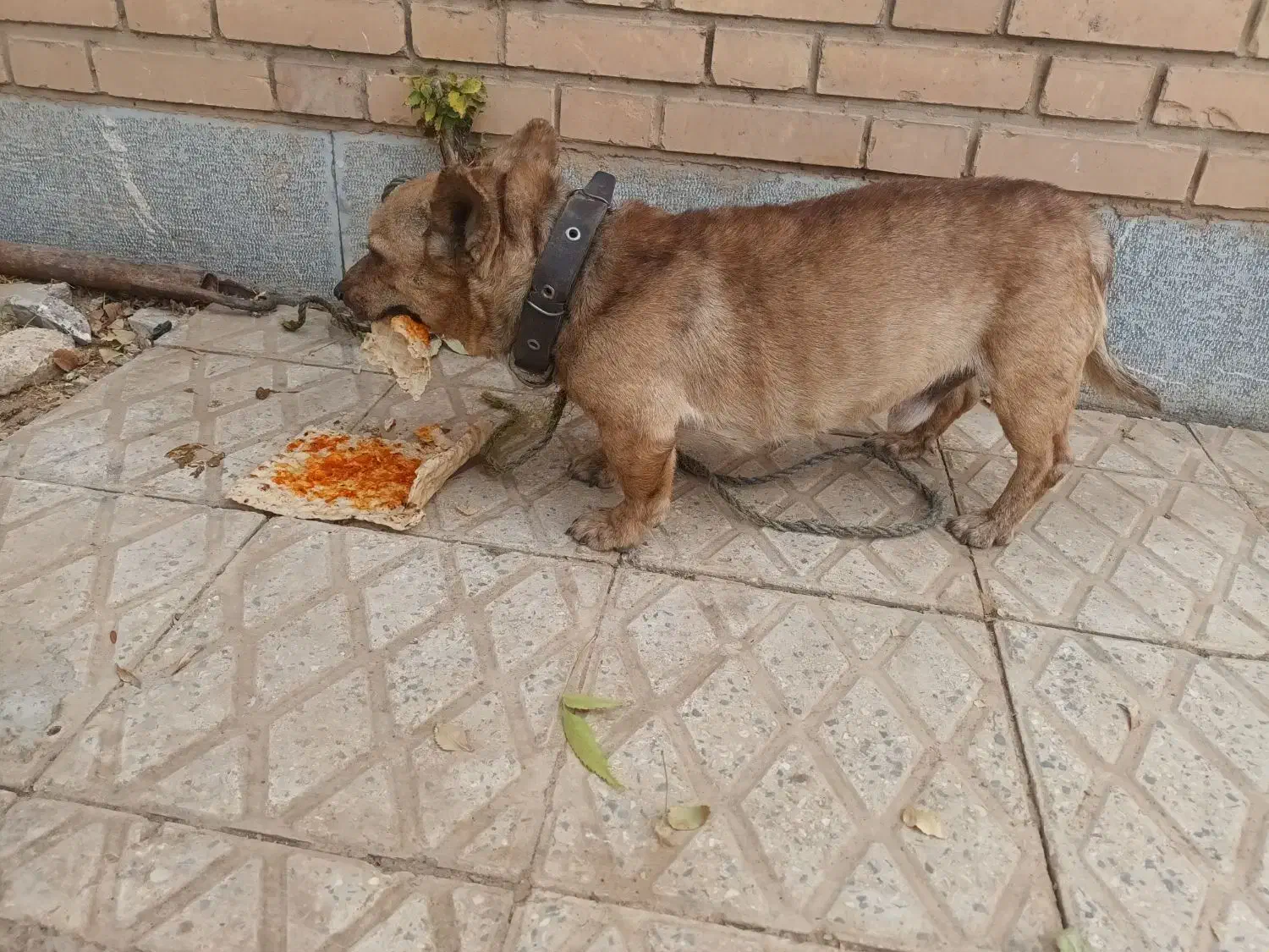 سگ پاکوتاه|سگ|بروجن, |دیوار