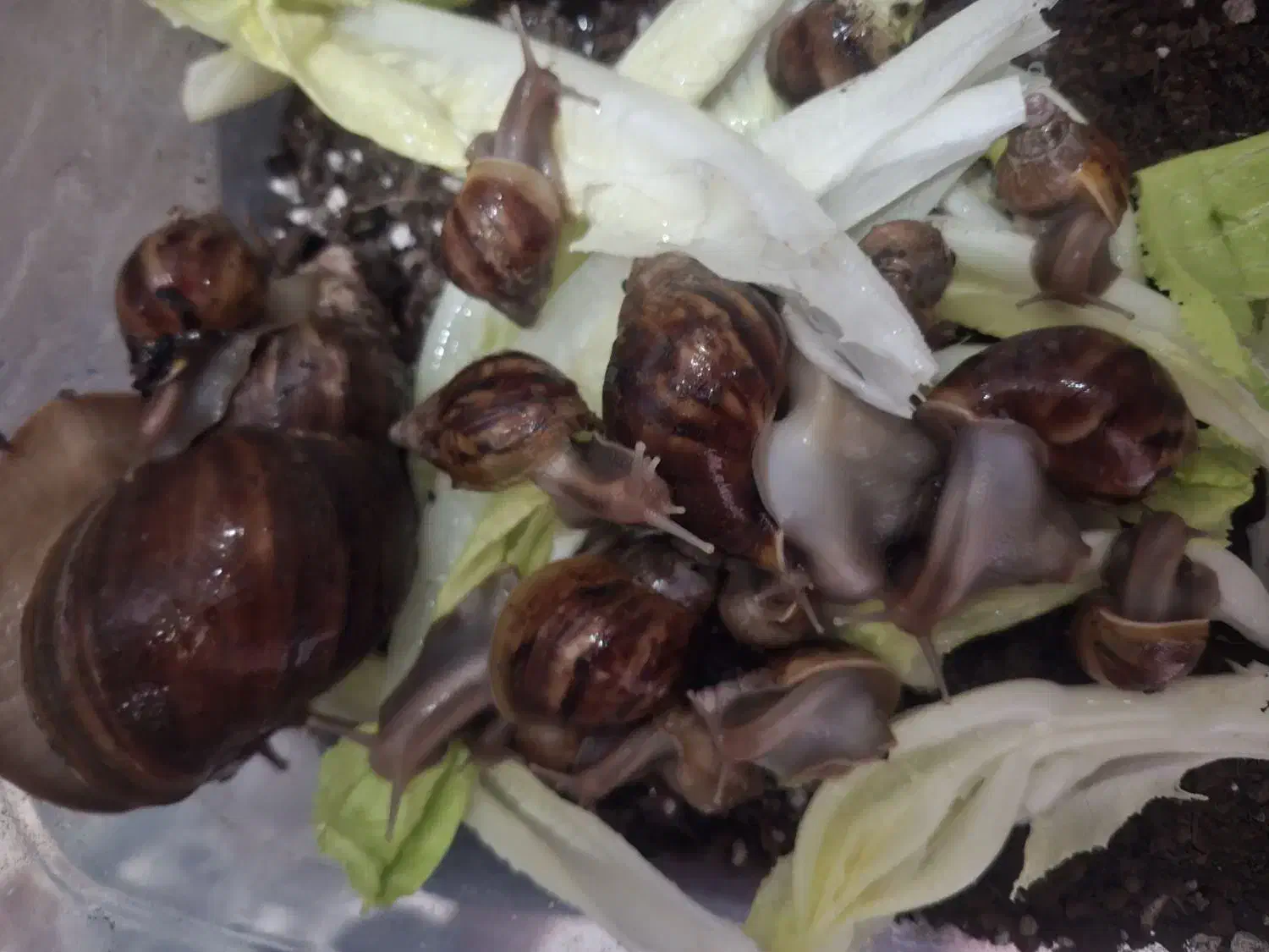 حلزون تخم گزار|خزنده|تهران, شهرک شهید باقری|دیوار