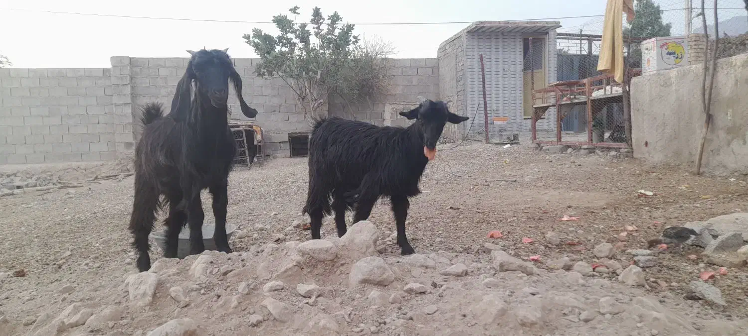 دوعدد کهره|حیوانات مزرعه|داراب, |دیوار